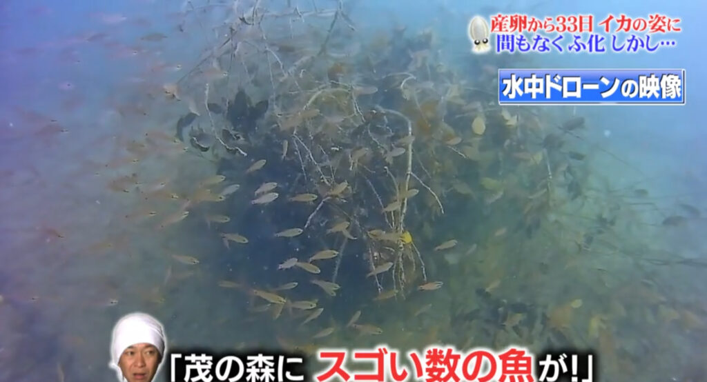 ザ 鉄腕 Dash に Chasing M2 が登場しました 21年9月12日放送 Chasing 水中ドローン チェイシング 国内初認定パートナー